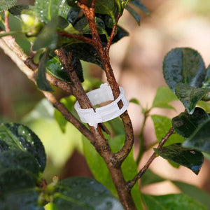 Plant Support Clips （50 pcs)